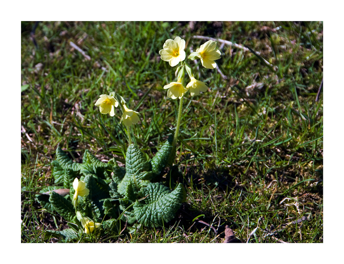 Dem Frühling auf der Spur....