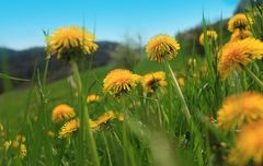 Dem Frühling auf der Spur