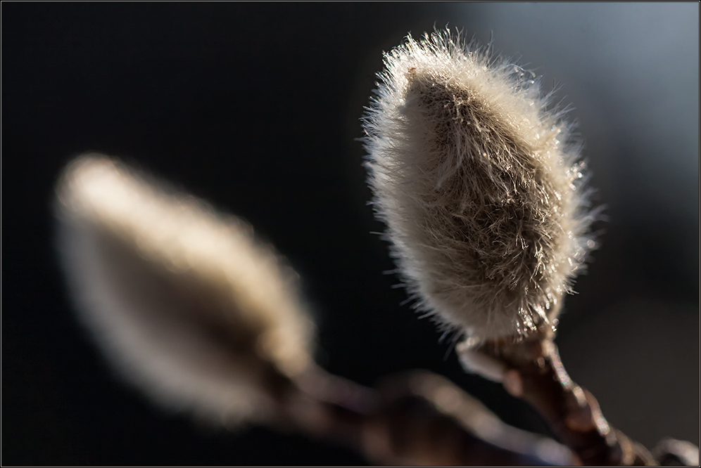 . Dem Frühling auf der Spur .