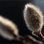 . Dem Frühling auf der Spur .