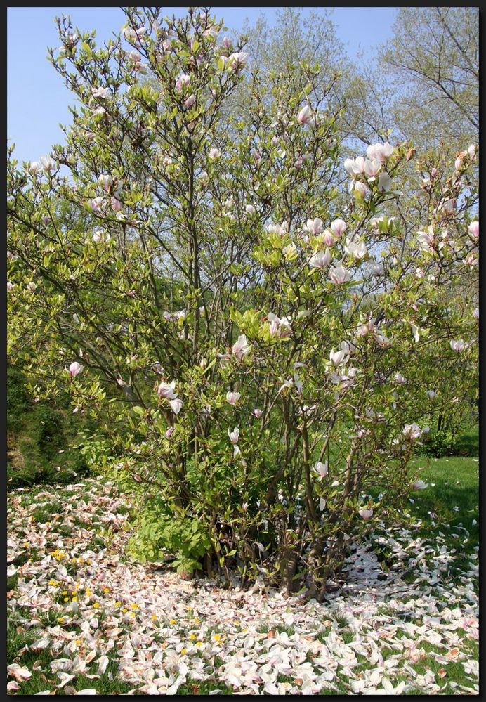 ...Dem Frühling auf der Spur... II