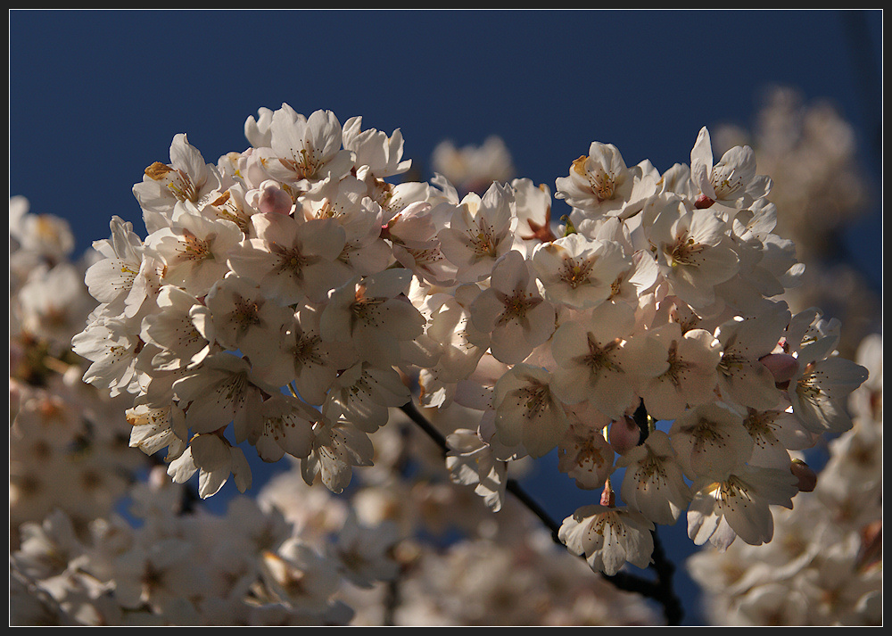 Dem Frühling begegnet...