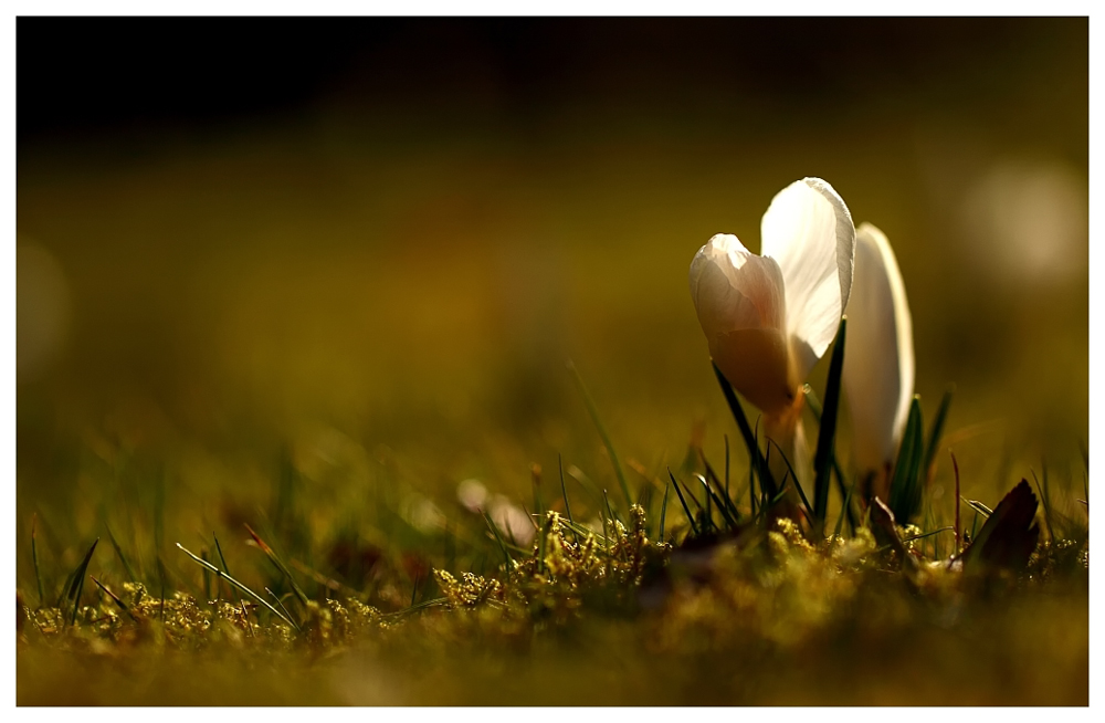 Dem Frühling...