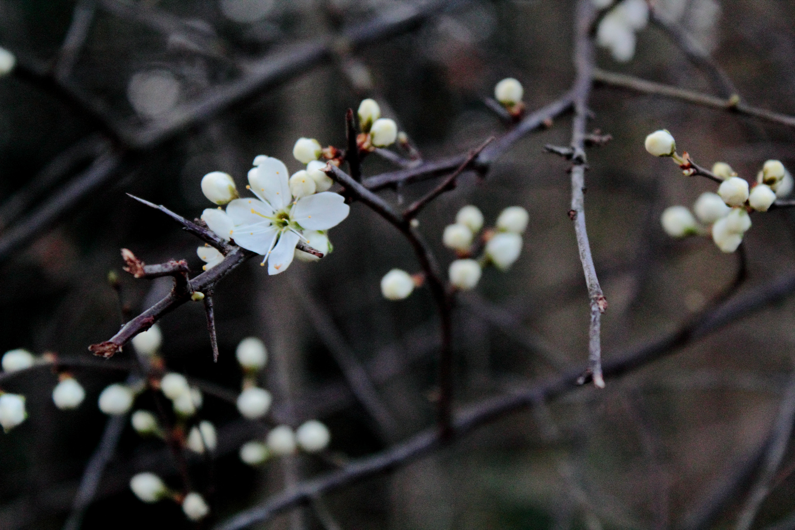 dem Frühling entgegen.