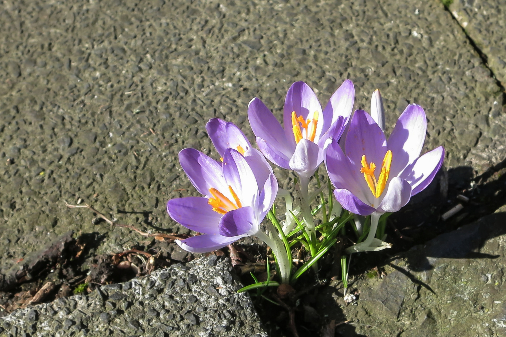 Dem Frühling entgegen . .