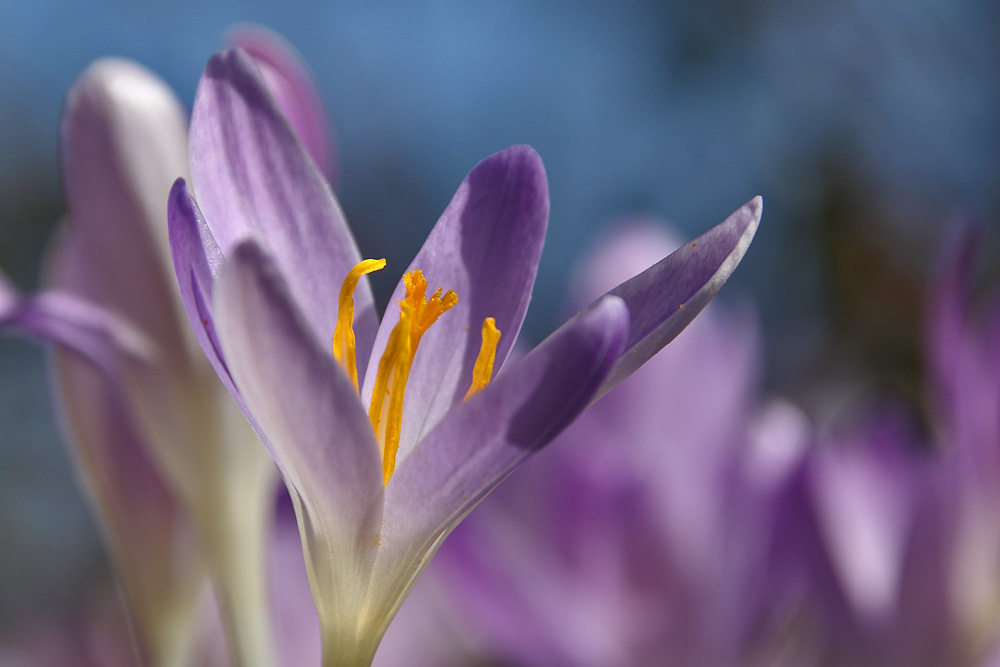 dem Frühling entgegen