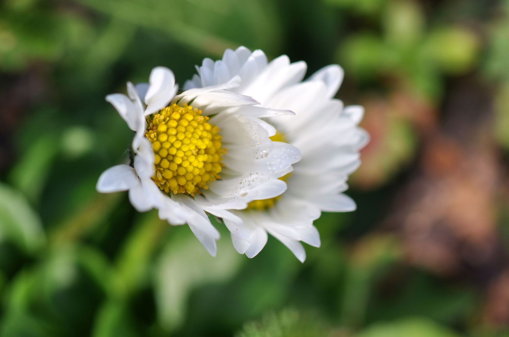 Dem Frühling entgegen .......