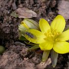 dem Frühling entgegen