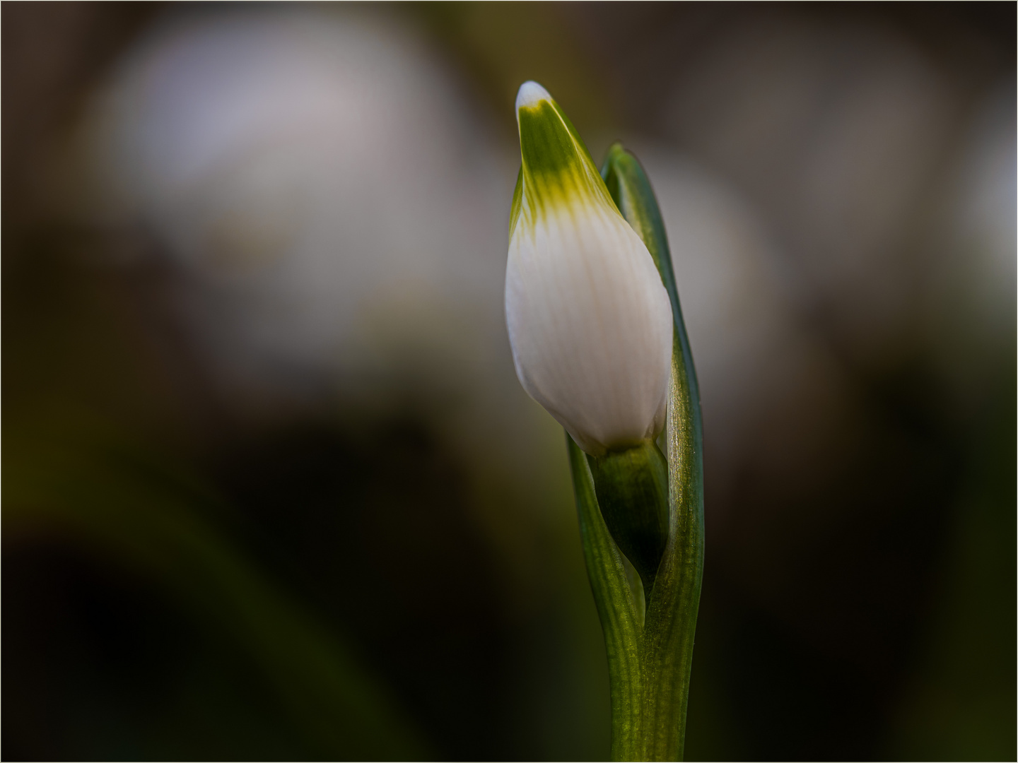 Dem Frühling entgegen