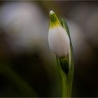 Dem Frühling entgegen