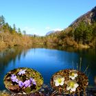 Dem Frühling entgegen - Bluntausee in Golling