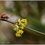 dem frühling entgegen, oder die knospen haben sich geöffnet....