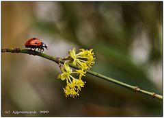 dem frühling entgegen, oder die knospen haben sich geöffnet....