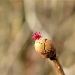 dem Frühling entgegenplatzen