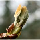 Dem Frühling entgegenrecken