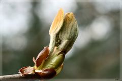 Dem Frühling entgegenrecken