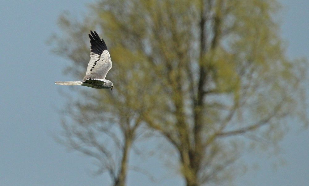 Dem Frühling folgend