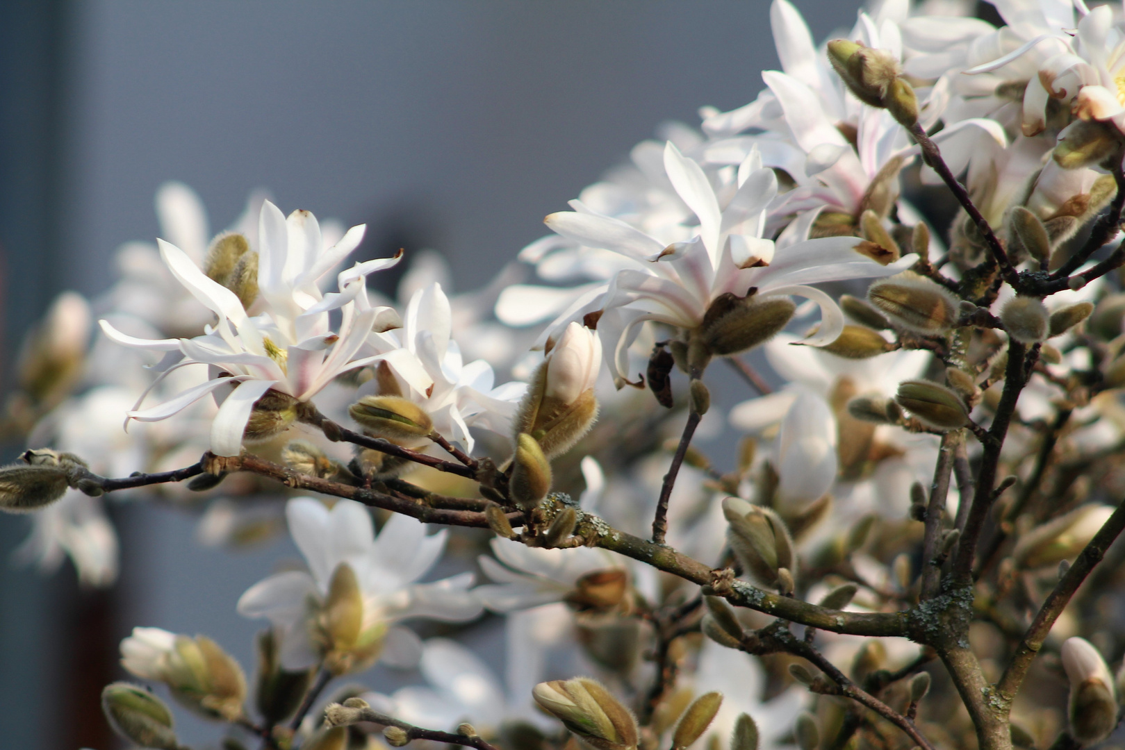 dem Frühling in die Augen geschaut