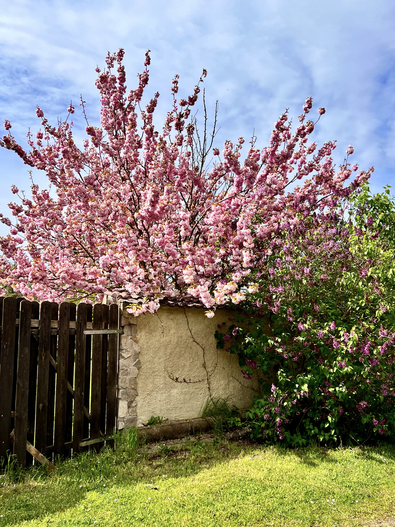 Dem Frühling ins Gesicht geschaut...