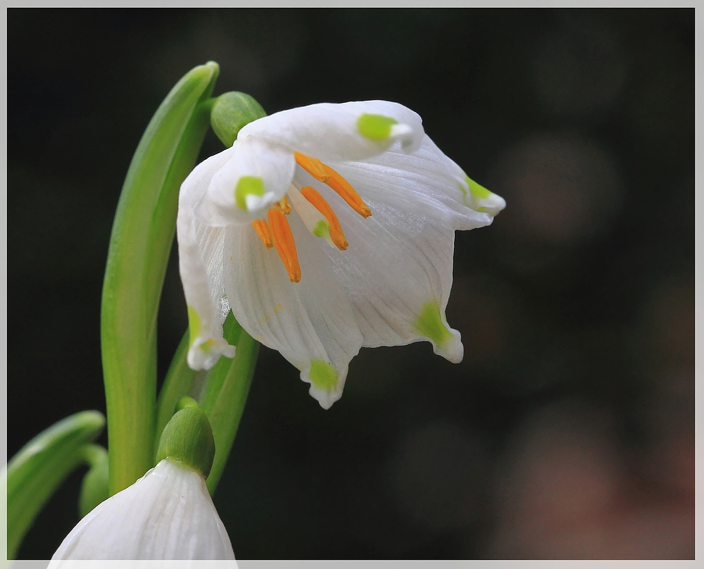 Dem Frühling ins Maul geschaut