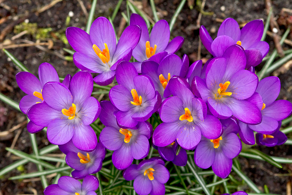 Dem Frühling ins Maul geschaut