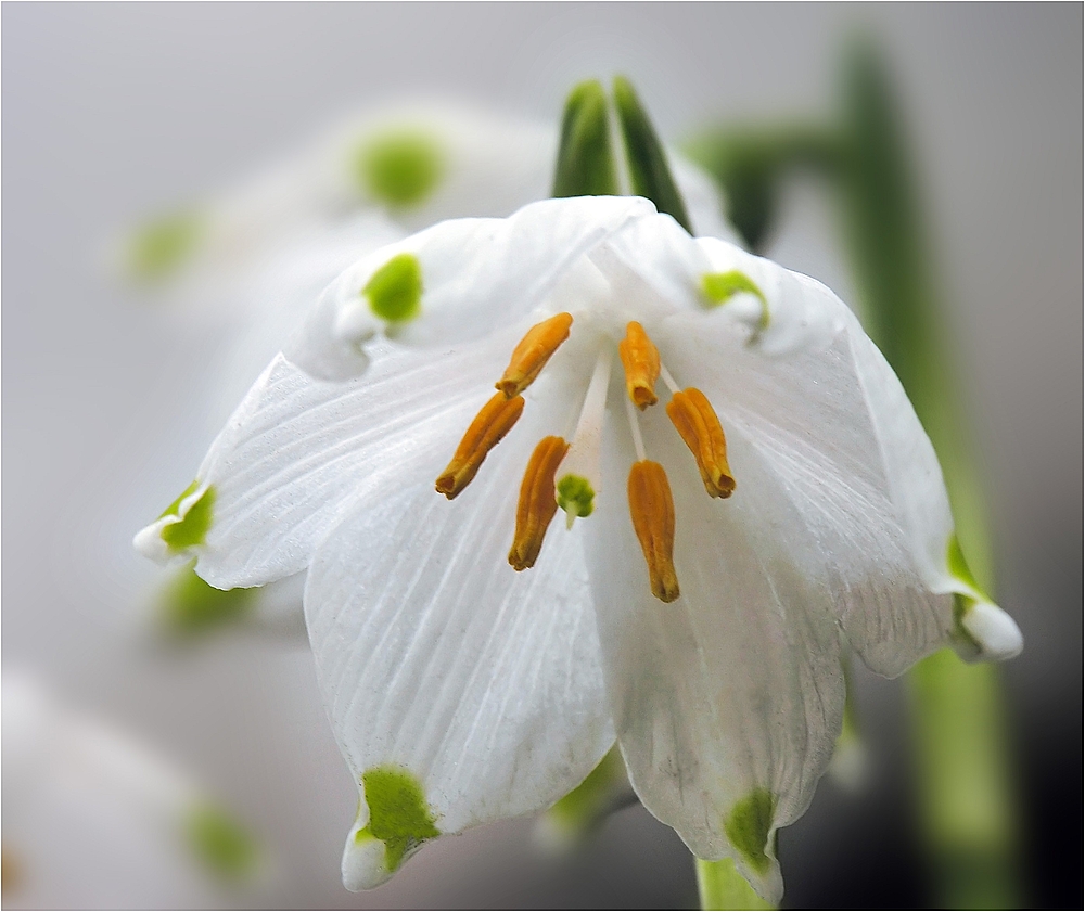 Dem Frühling ins Maul geschaut