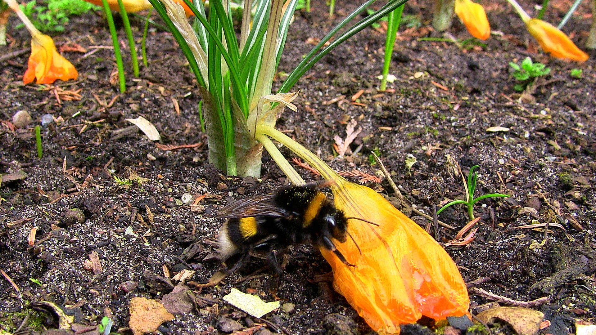 ...dem Frühling nachtrauern.