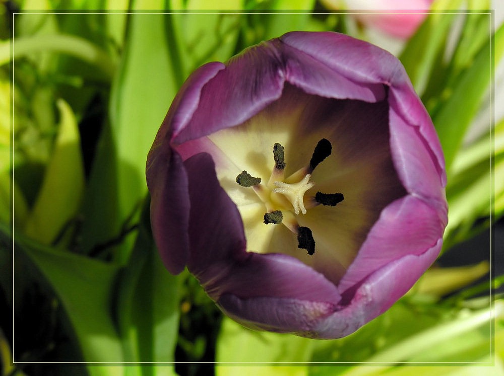 Dem Frühling schon mal ins 'Maul' geschaut