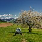 Dem Frühling so nah ...