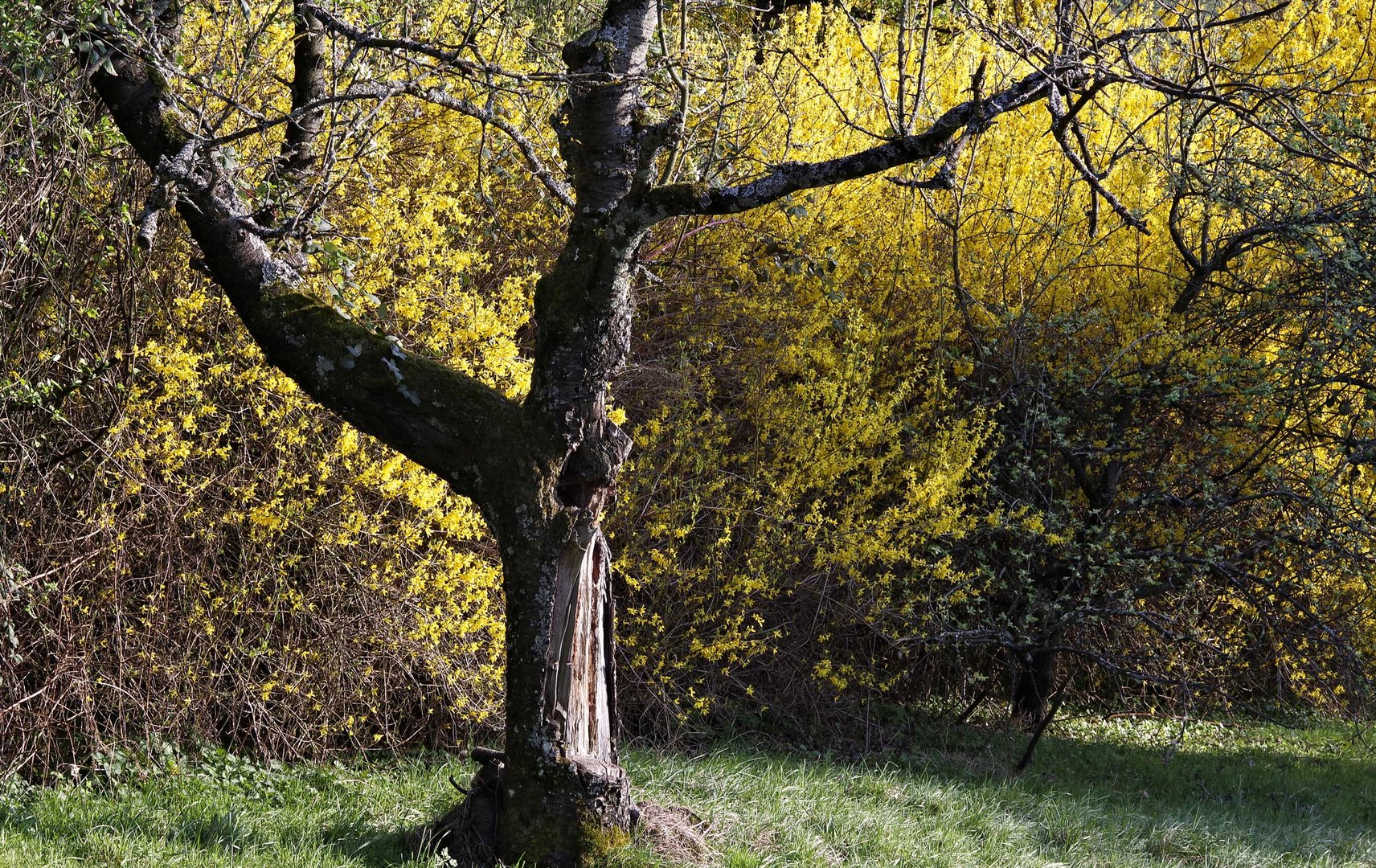 dem Frühling so nahe...