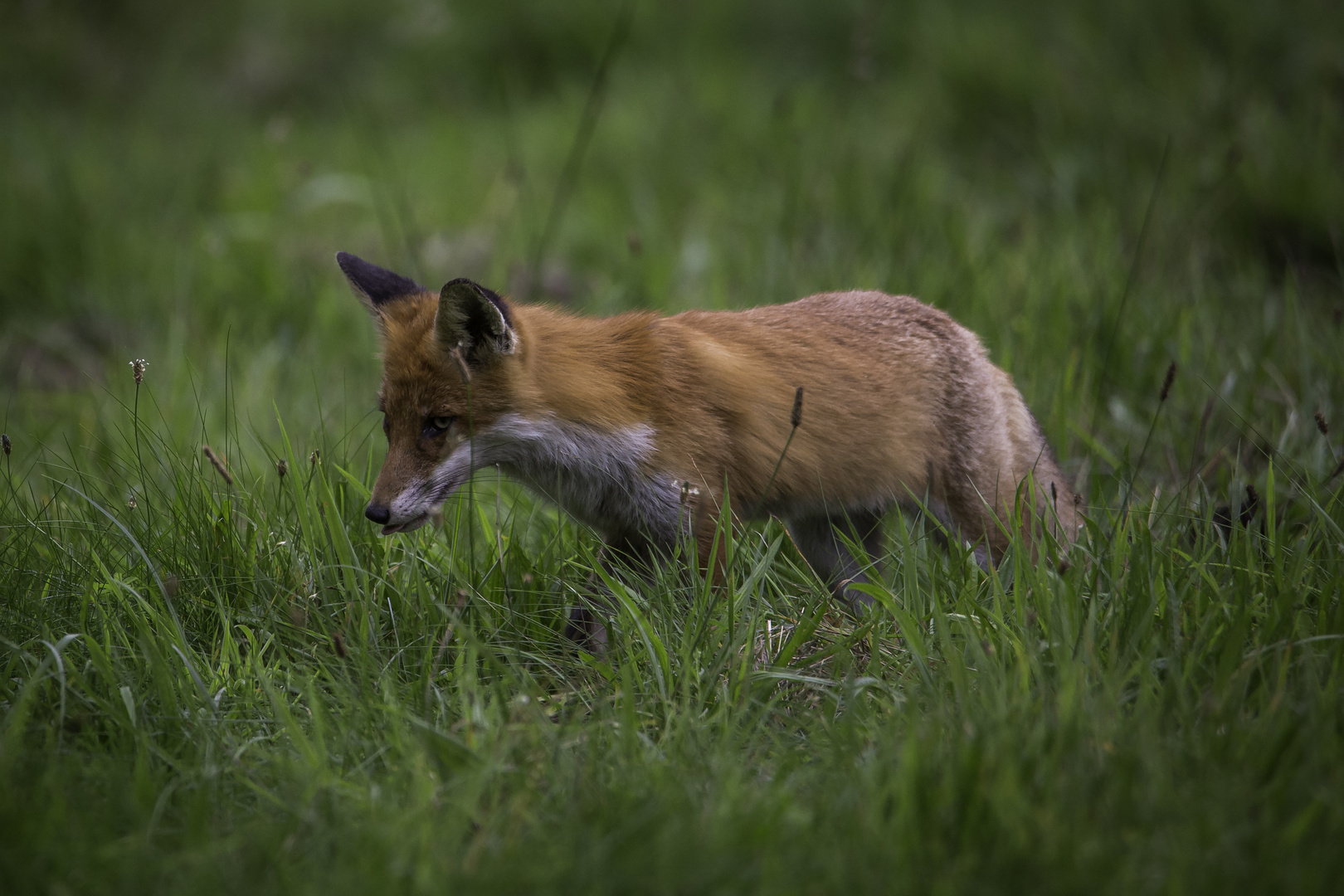 Dem Fuchs auf der Spur