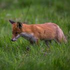 Dem Fuchs auf der Spur