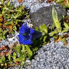 Dem Gentiana clusii in den Schlund geschaut...