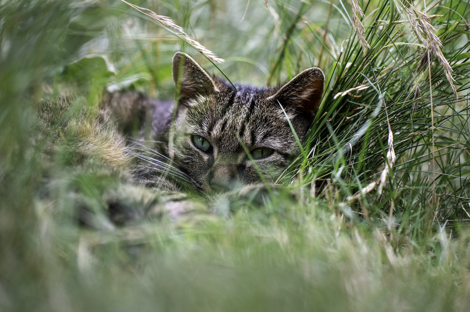 dem Gras beim wachsen lauschen