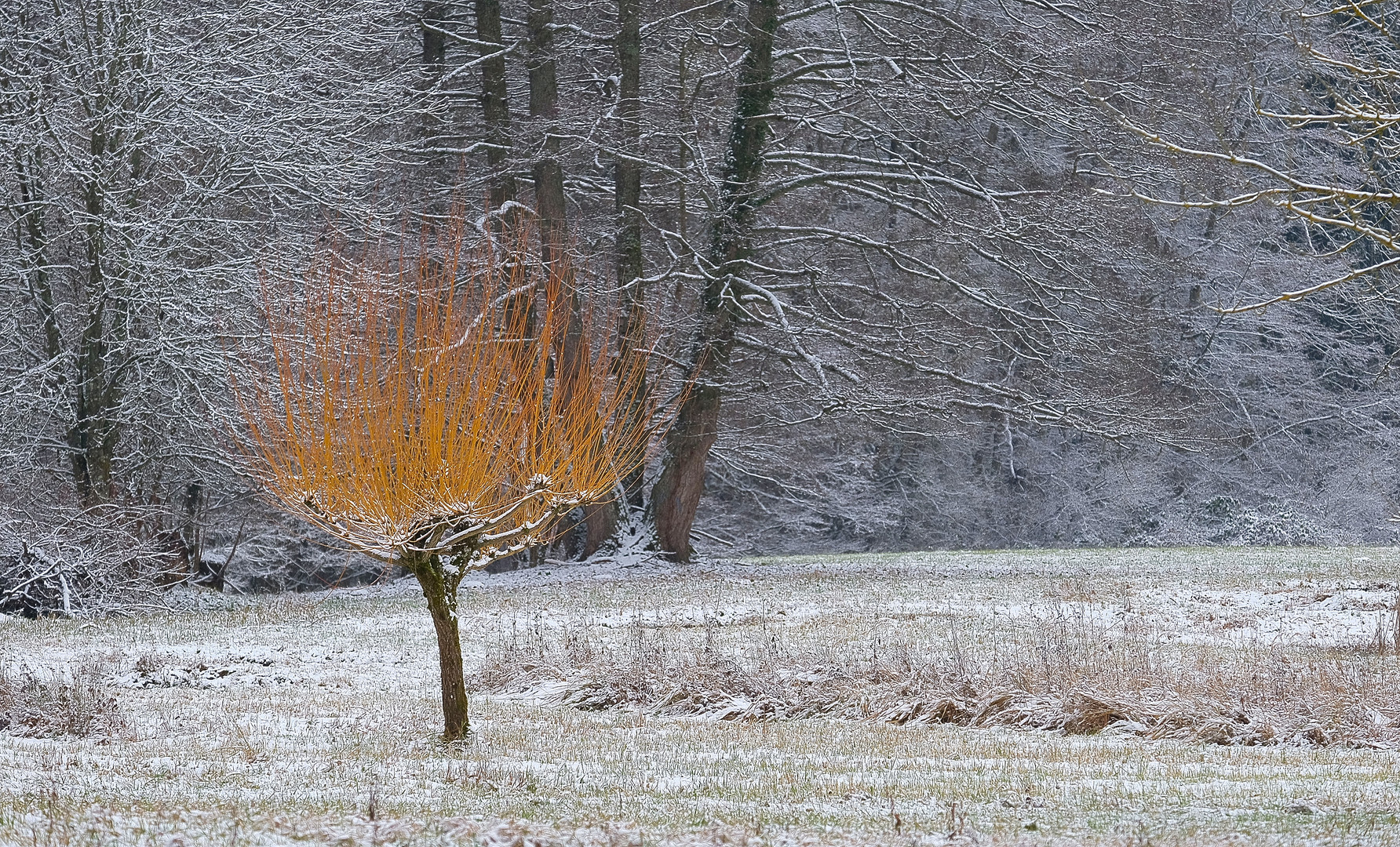 Dem Grau zum Trotz