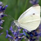 dem Großen Kohlweißling schmeckt mein Lavendel :-)