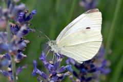 dem Großen Kohlweißling schmeckt mein Lavendel :-)