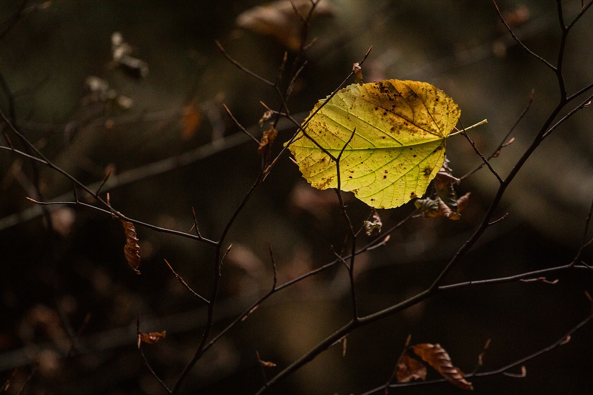 Dem Herbst.........