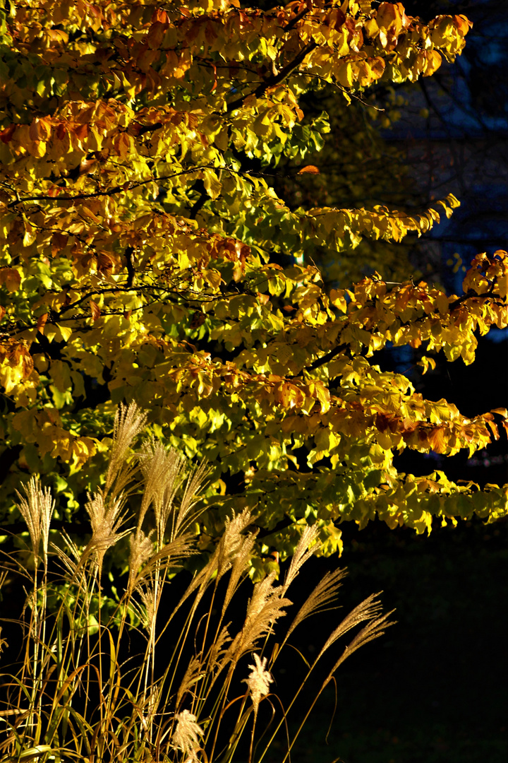 dem Herbst entgegen