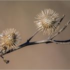 Dem Herbst und Winter trotzen  .....