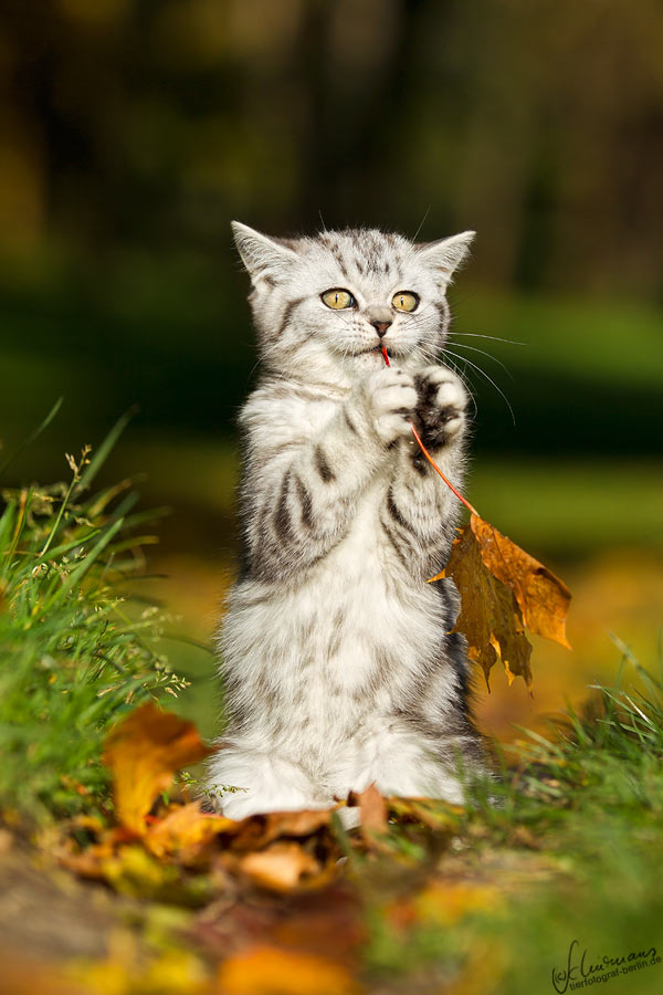 Dem Herbst was flöten?!