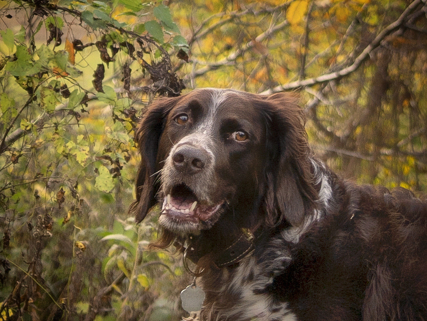 dem Herbstlaub angepasst