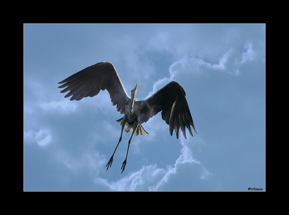 Dem Himmel&hellip; Foto & Bild | tiere, wildlife, wild lebende vögel Bilder