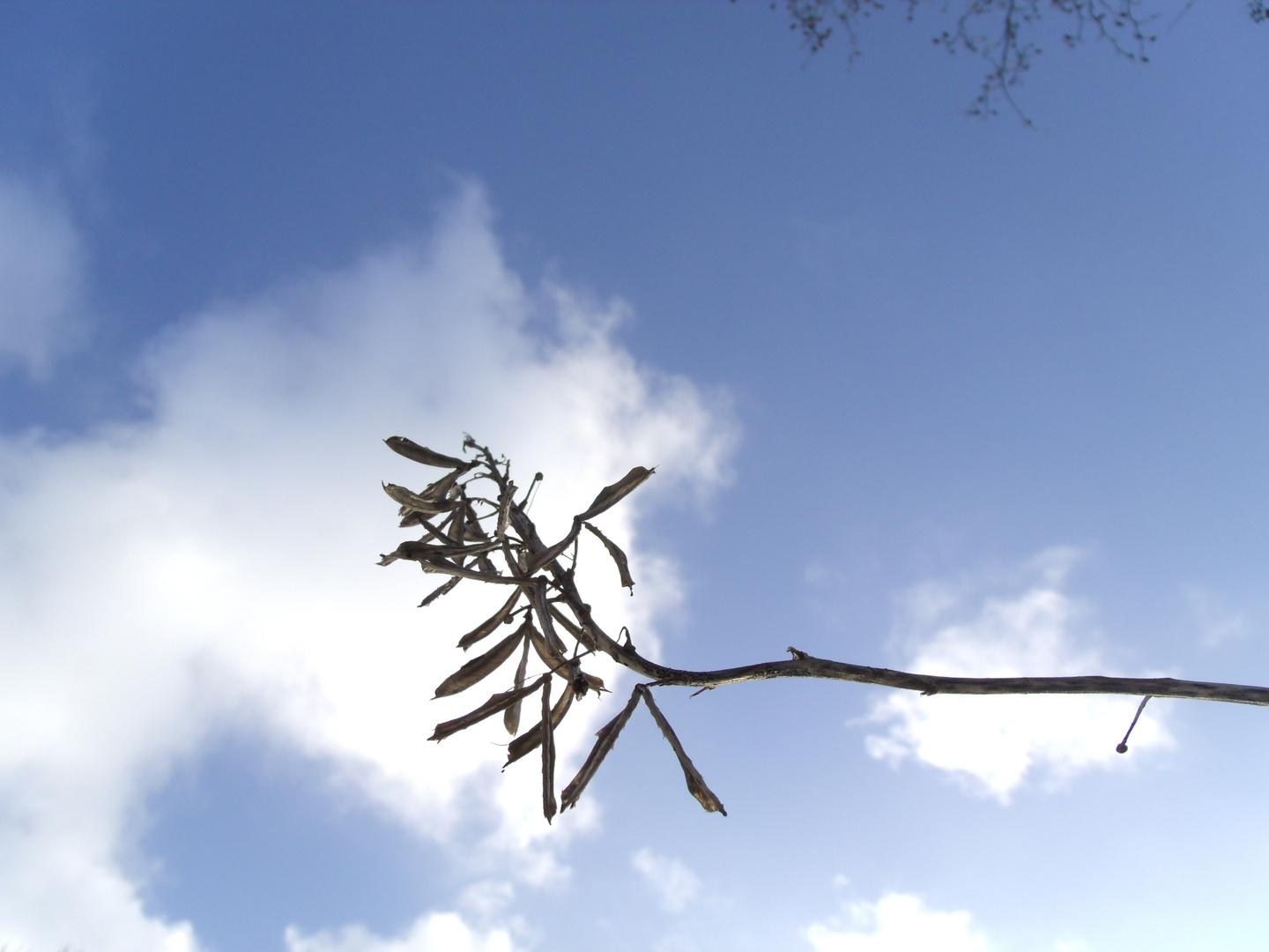 Dem Himmel entgegen