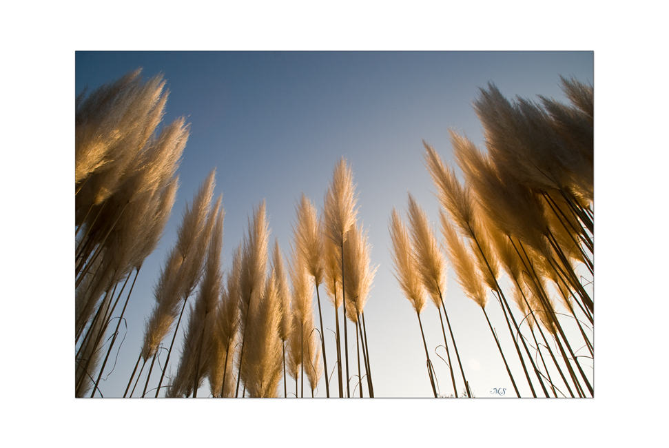 dem himmel entgegen