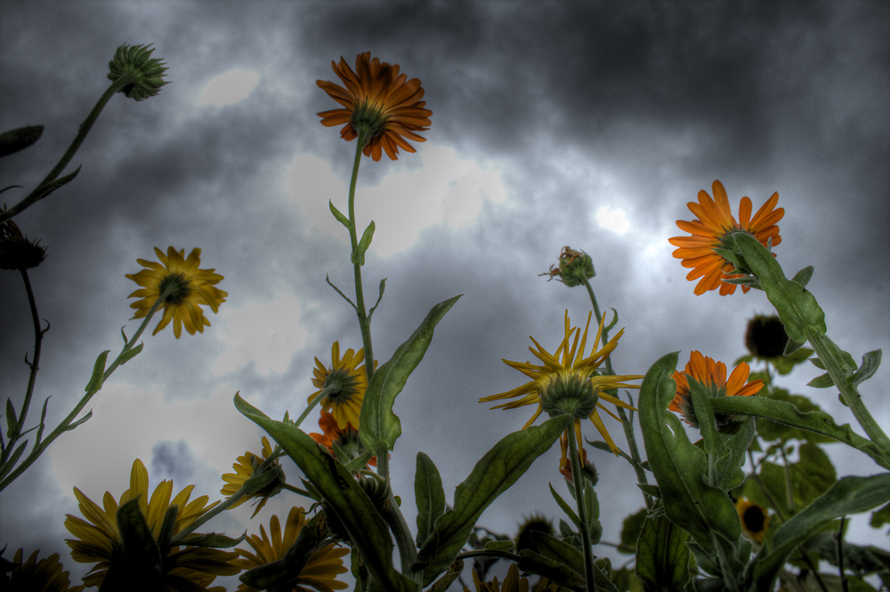 dem Himmel entgegen 2 HDR