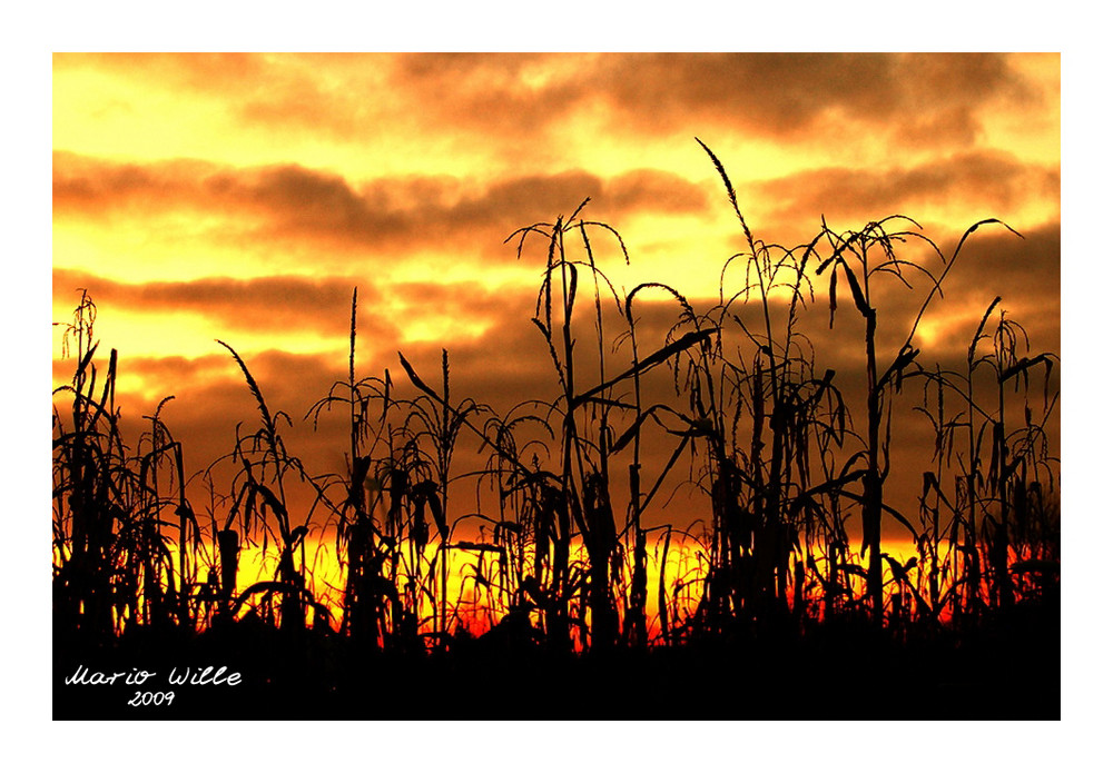 Dem Himmel entgegen