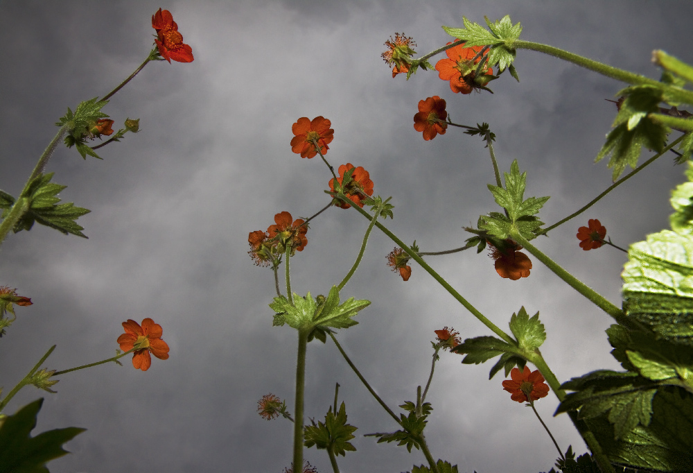 dem Himmel entgegen 3