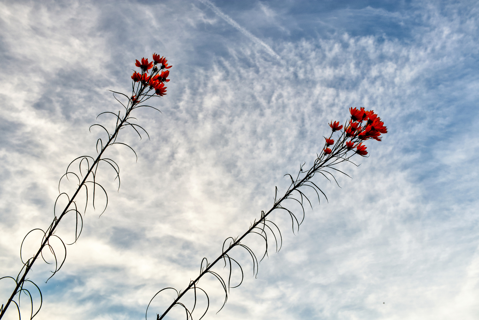 Dem Himmel entgegen