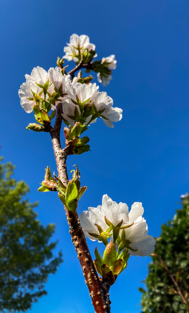 Dem Himmel entgegen